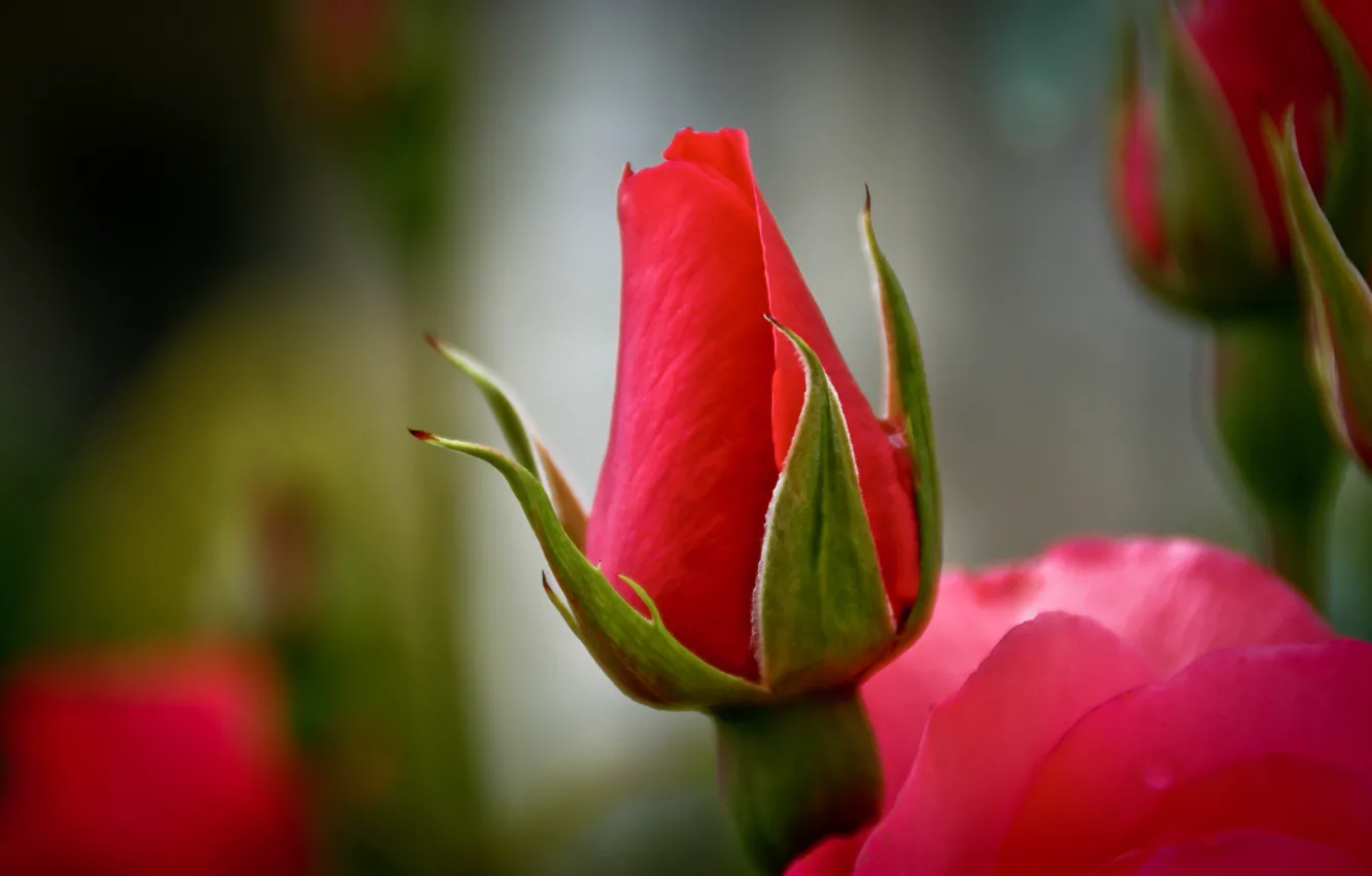 Фото обои макро, цветы, природа, роза, бутон, красиво, красная роза, макро flowers природа