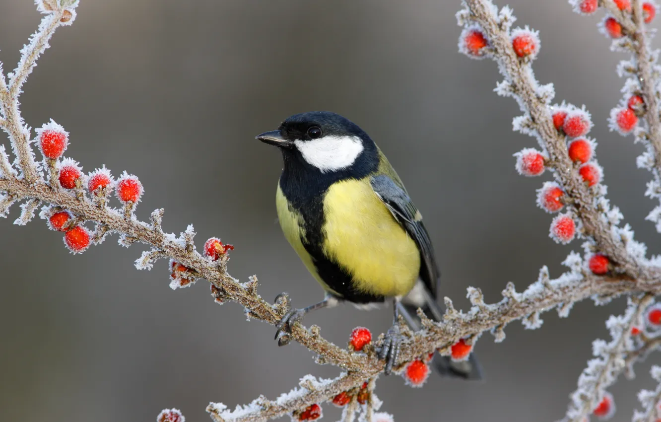 Фото обои снег, ветки, ягоды, птица