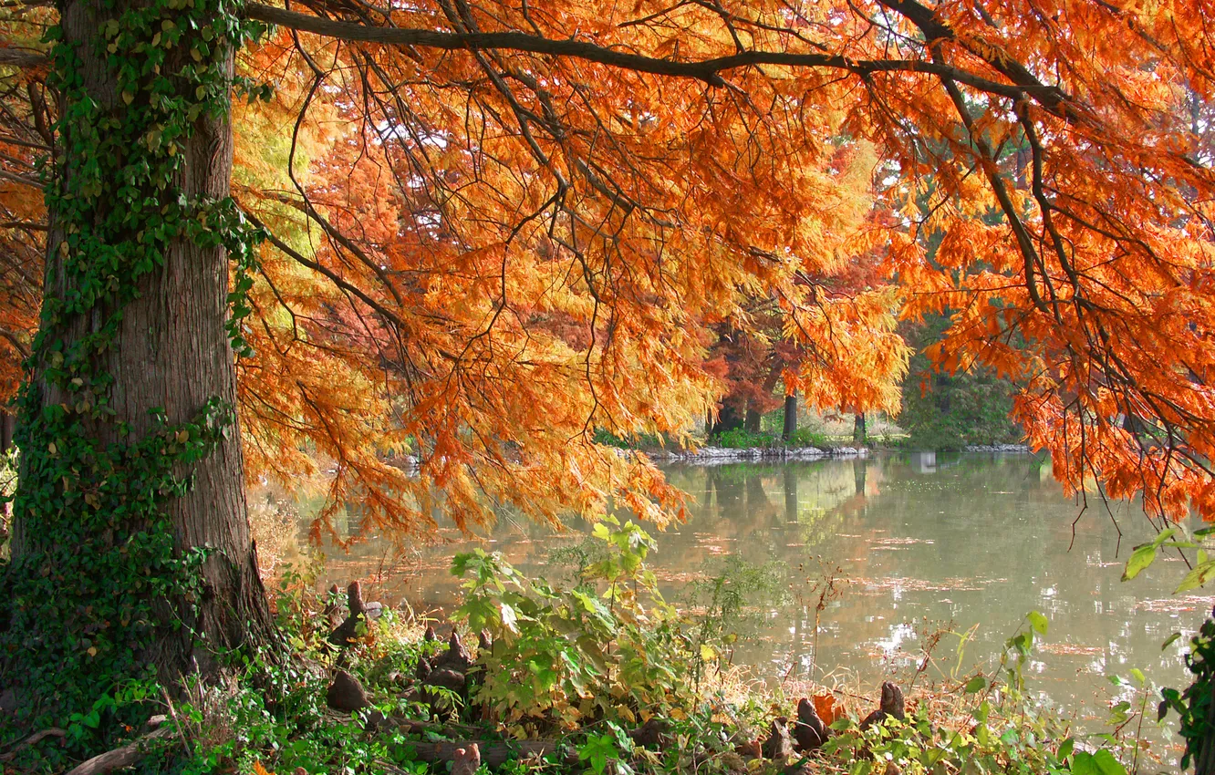 Фото обои осень, озеро, дерево, Burning Pond