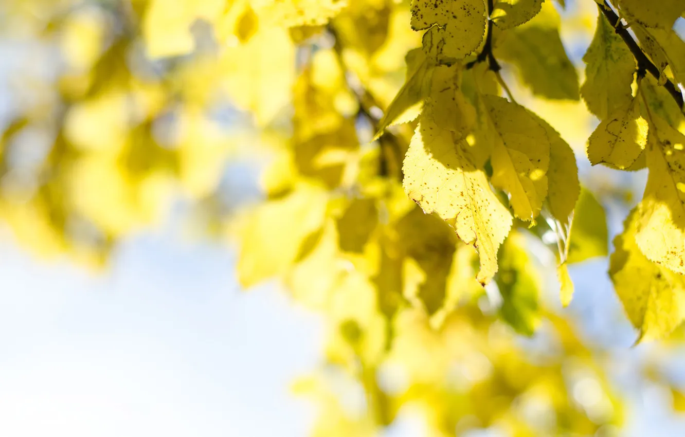Фото обои осень, небо, листья, дерево, желтые, крона