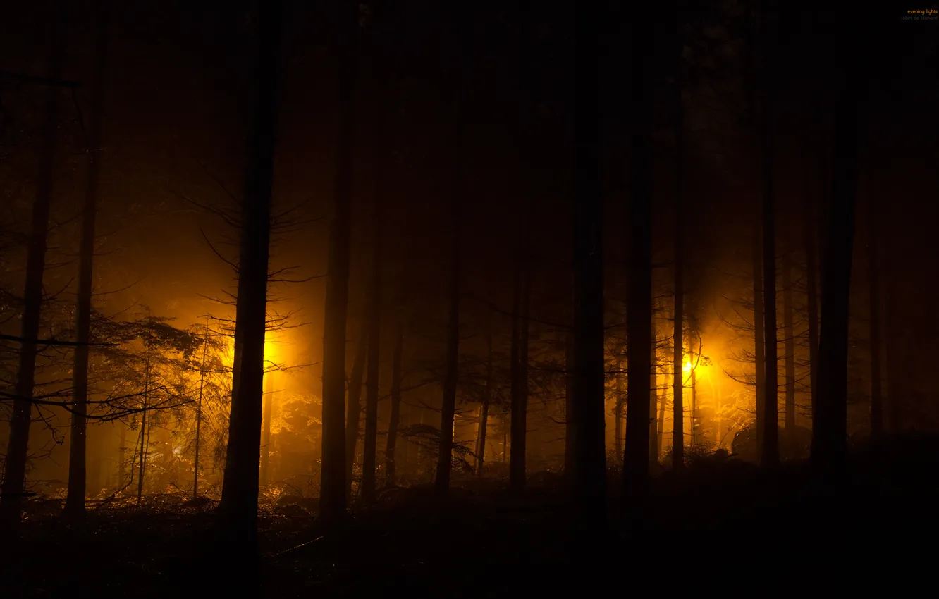 Фото обои лес, ночь, огни, ночные огни, фонари, evening lights