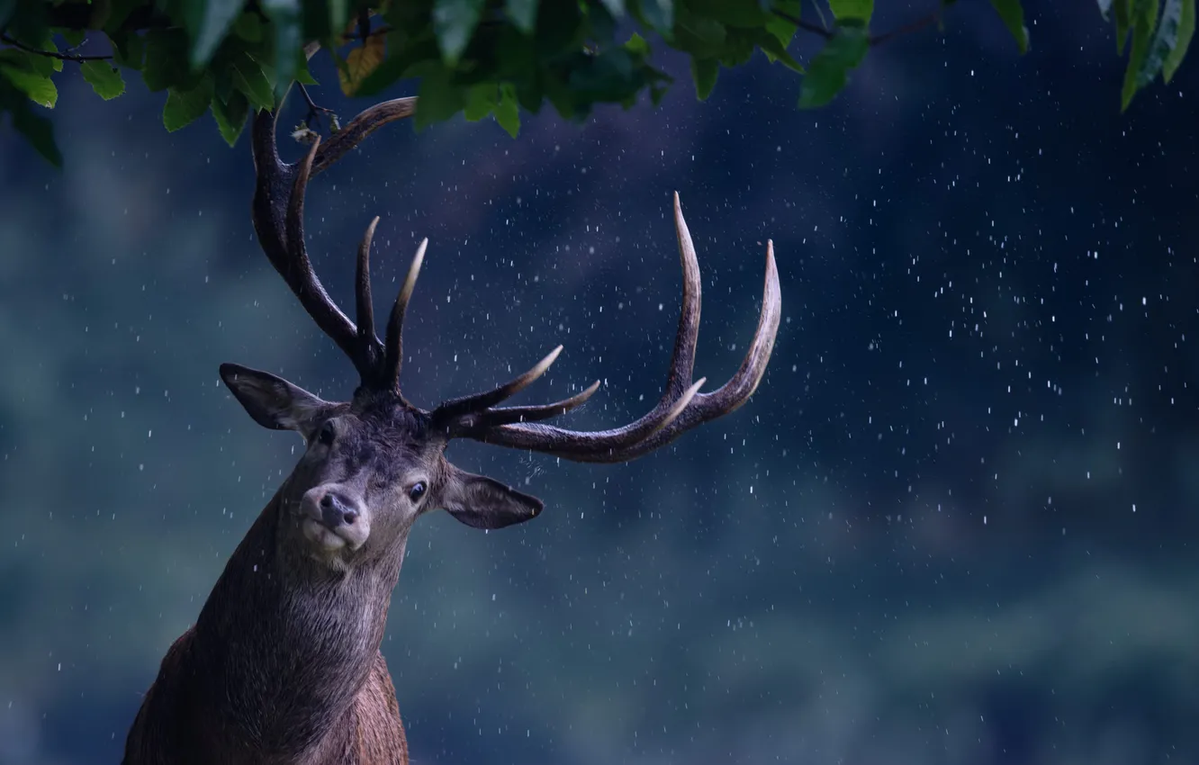 Фото обои rain, deer, maker