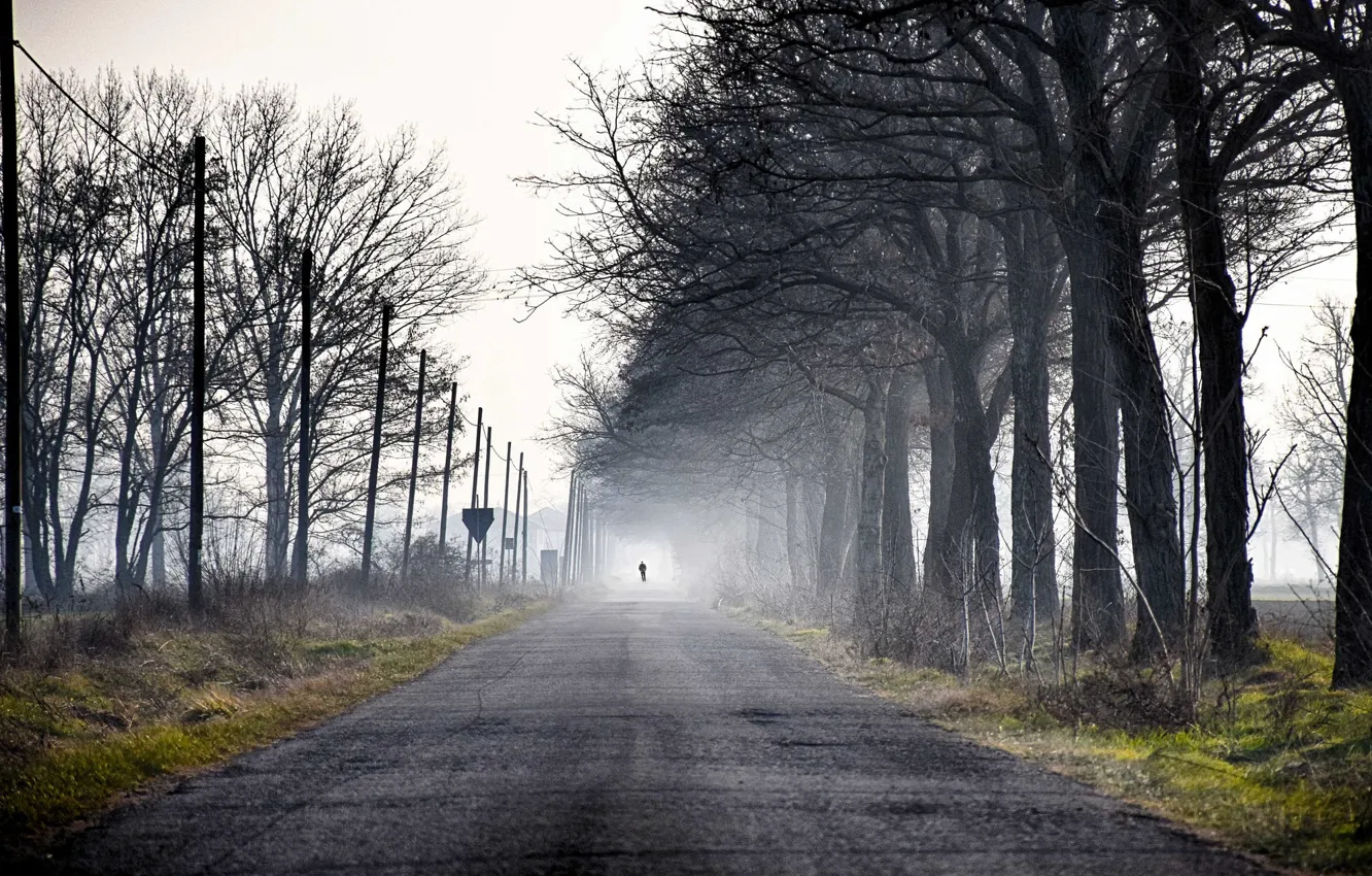 Фото обои дорога, деревья, туман, человек