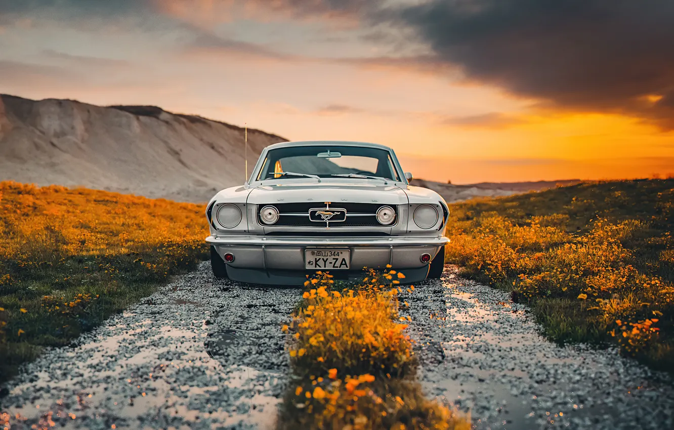 Фото обои Ford, Shelby, Ford Mustang, road, sunset, custom, GT350