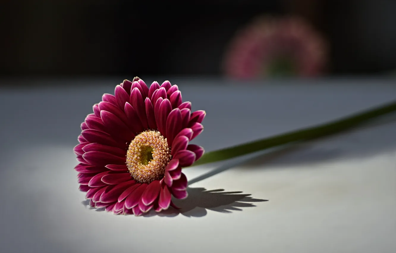 Фото обои цветок, фон, gerbera