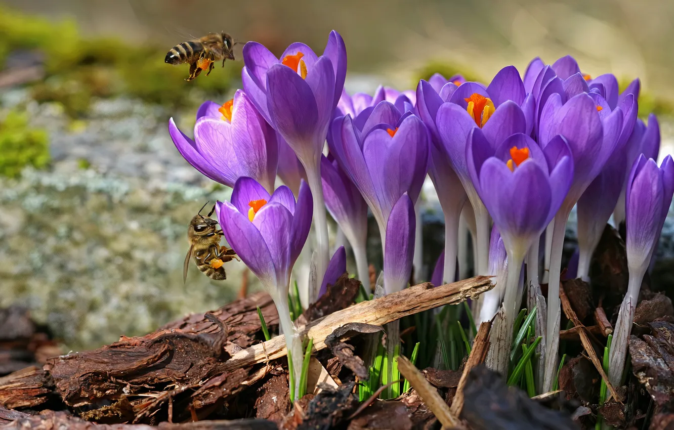 Фото обои цветы, насекомые, весна, пчелы, крокусы, сиреневые, щепки