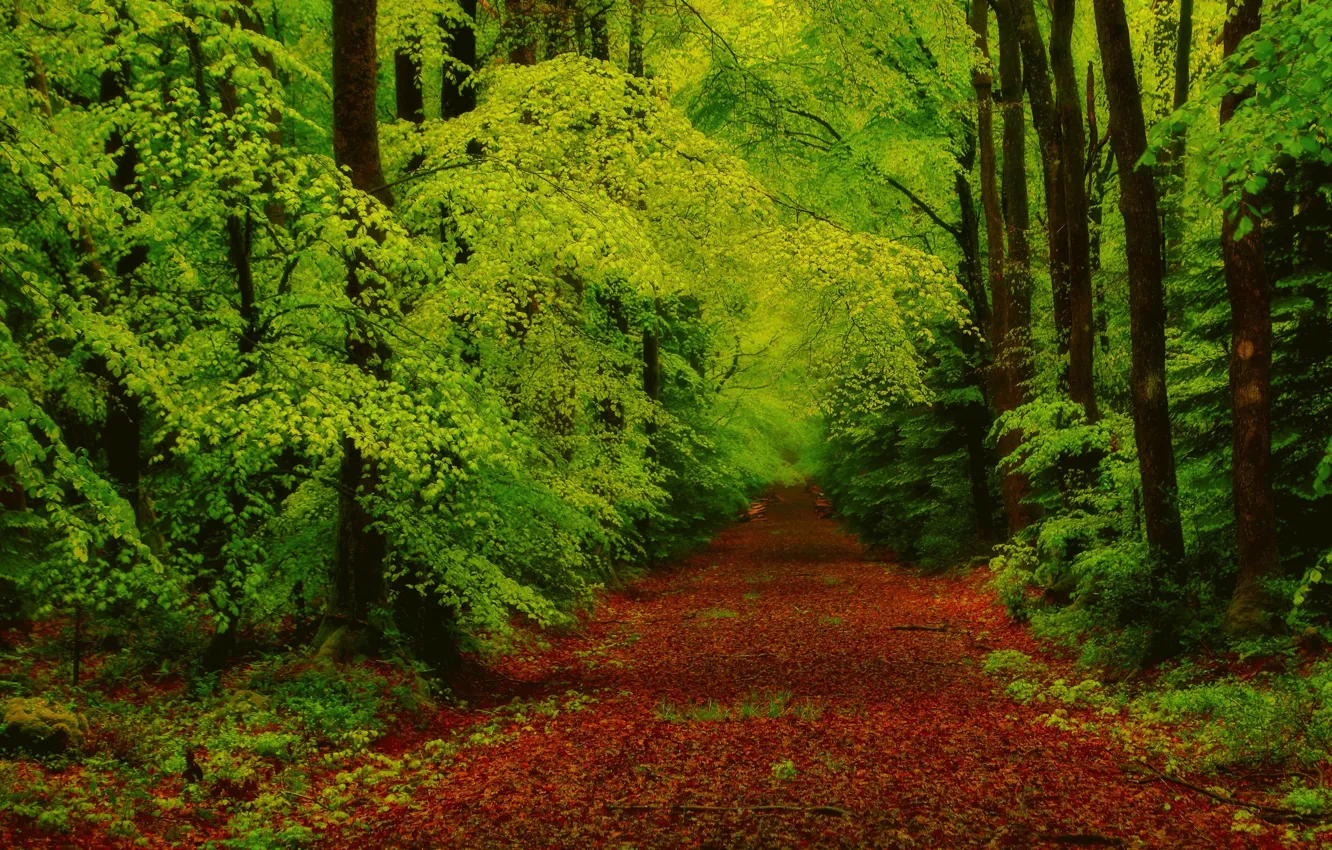 Фото обои осень, лес, листья, деревья, ветки, дорожка