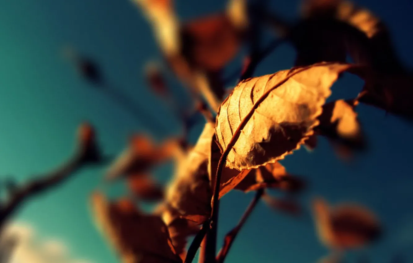 Фото обои осень, цвет, Листья