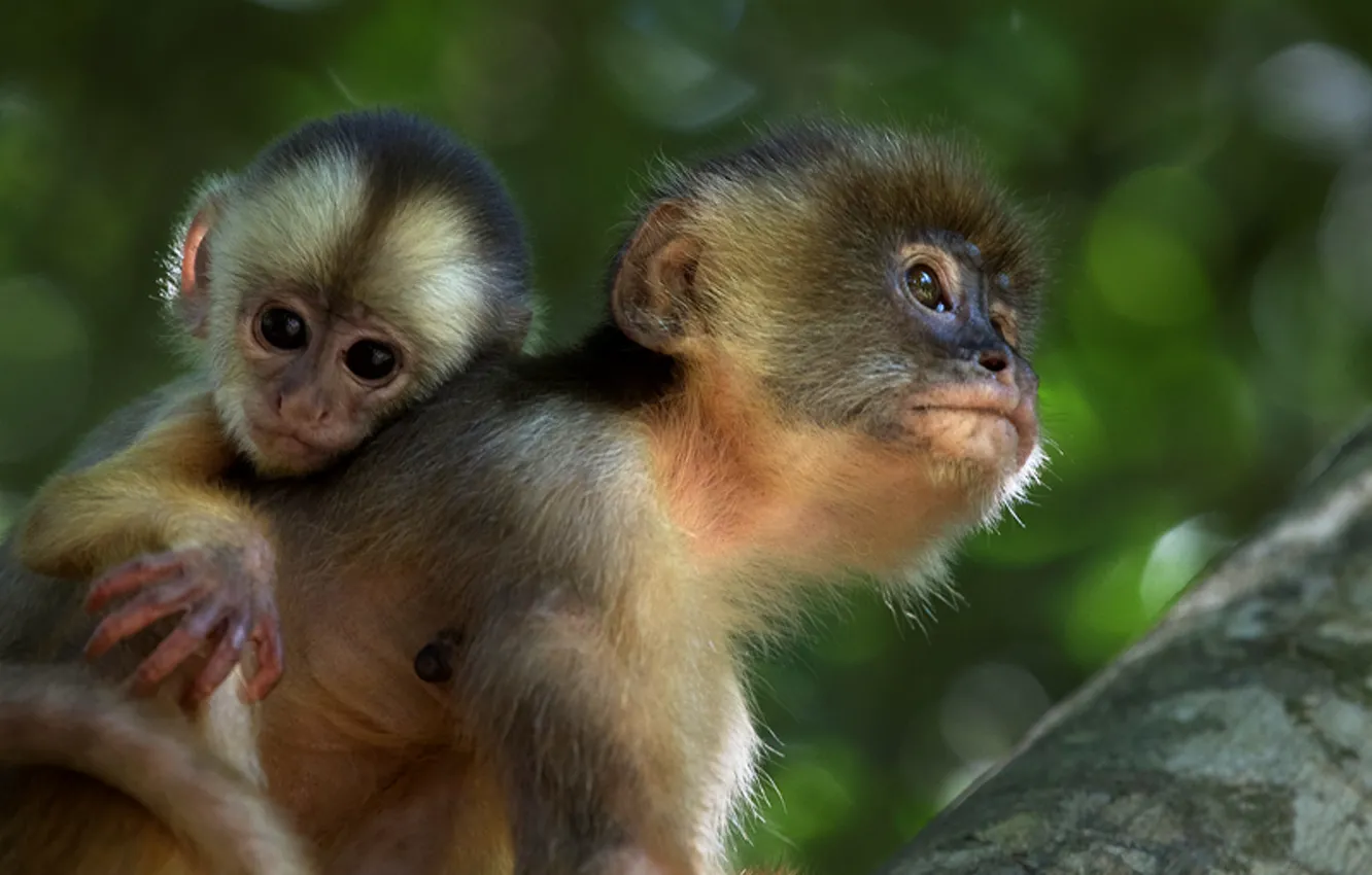 Фото обои обезьяны, Амазония, (фильм)