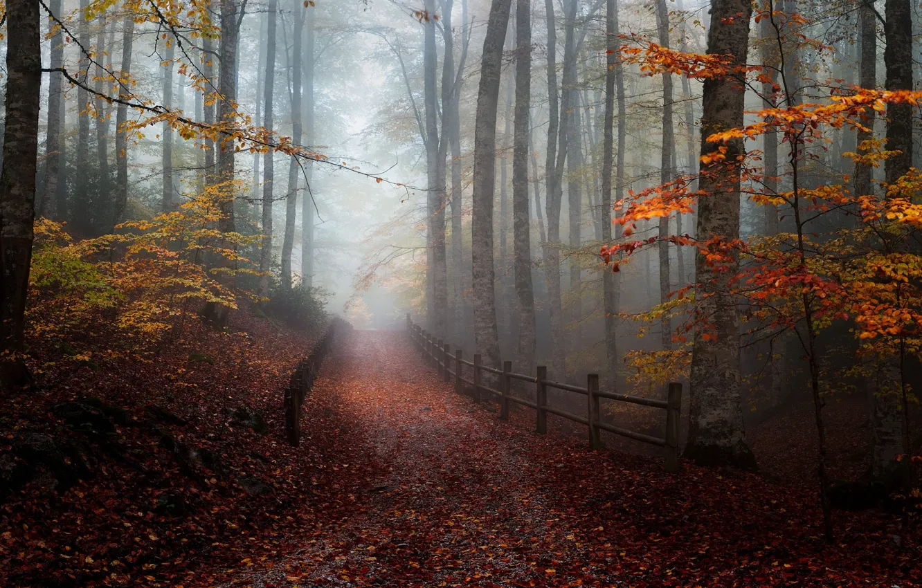 Фото обои дорога, осень, лес, туман, листва, забор, аллея, листопад
