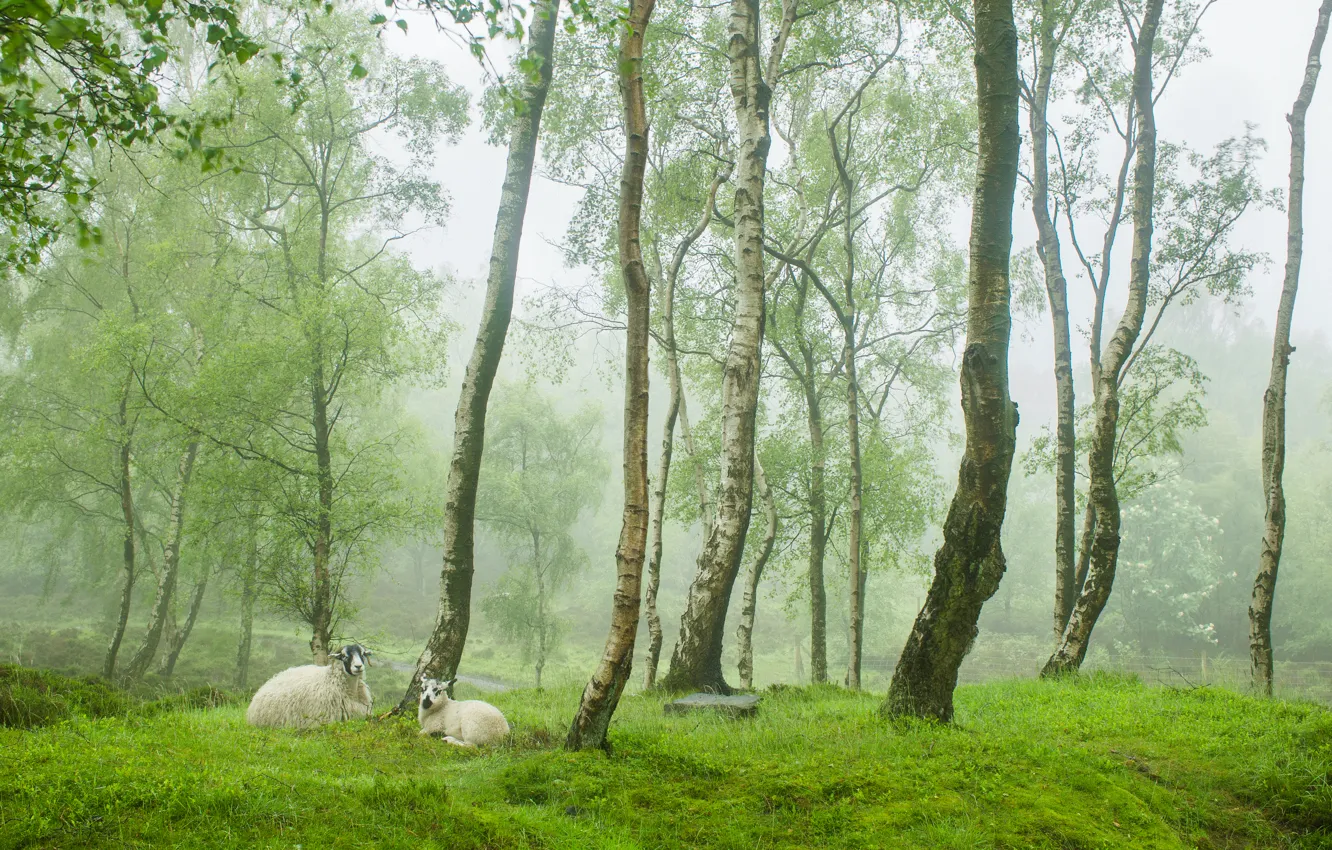 Фото обои зелень, деревья, туман, овцы, Англия, весна, деревня, овечки
