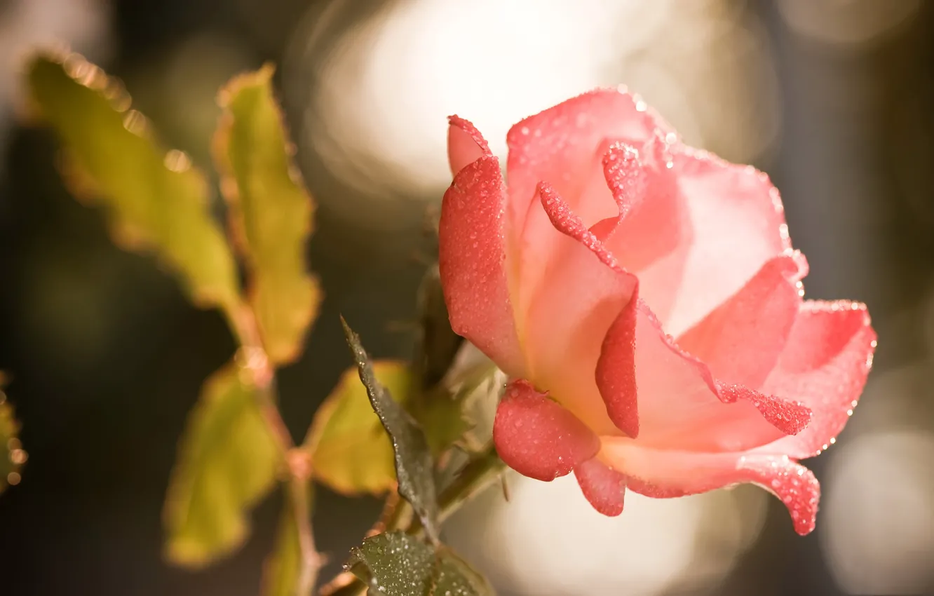 Фото обои цветок, капли, роса, роза, лепестки, сад