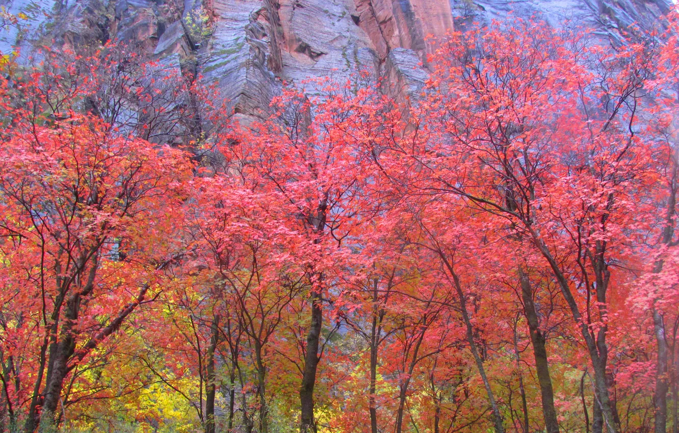 Фото обои осень, листья, деревья, скала, гора, Юта, США, Zion National Park