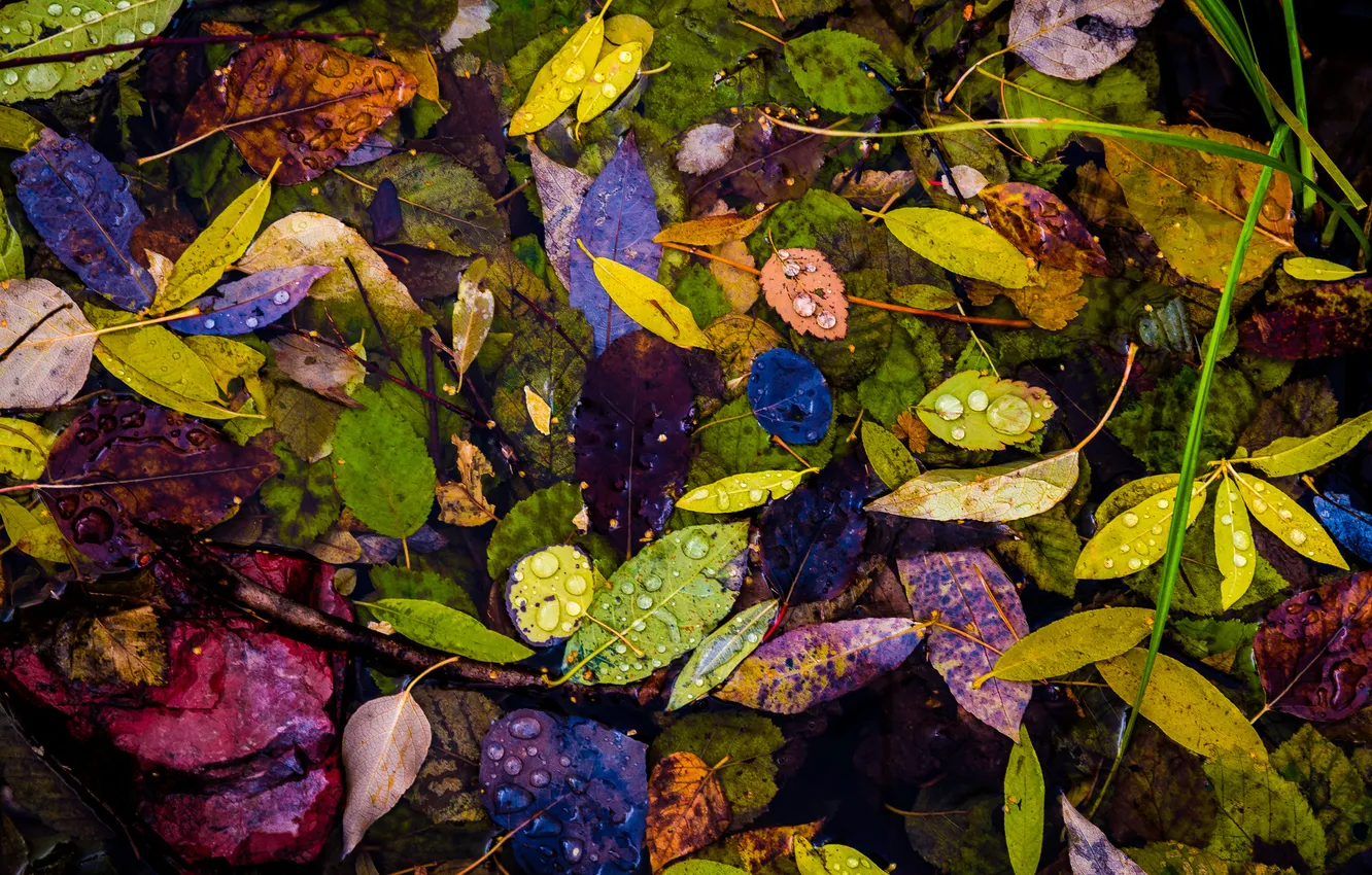 Фото обои осень, листья, вода, капли, роса