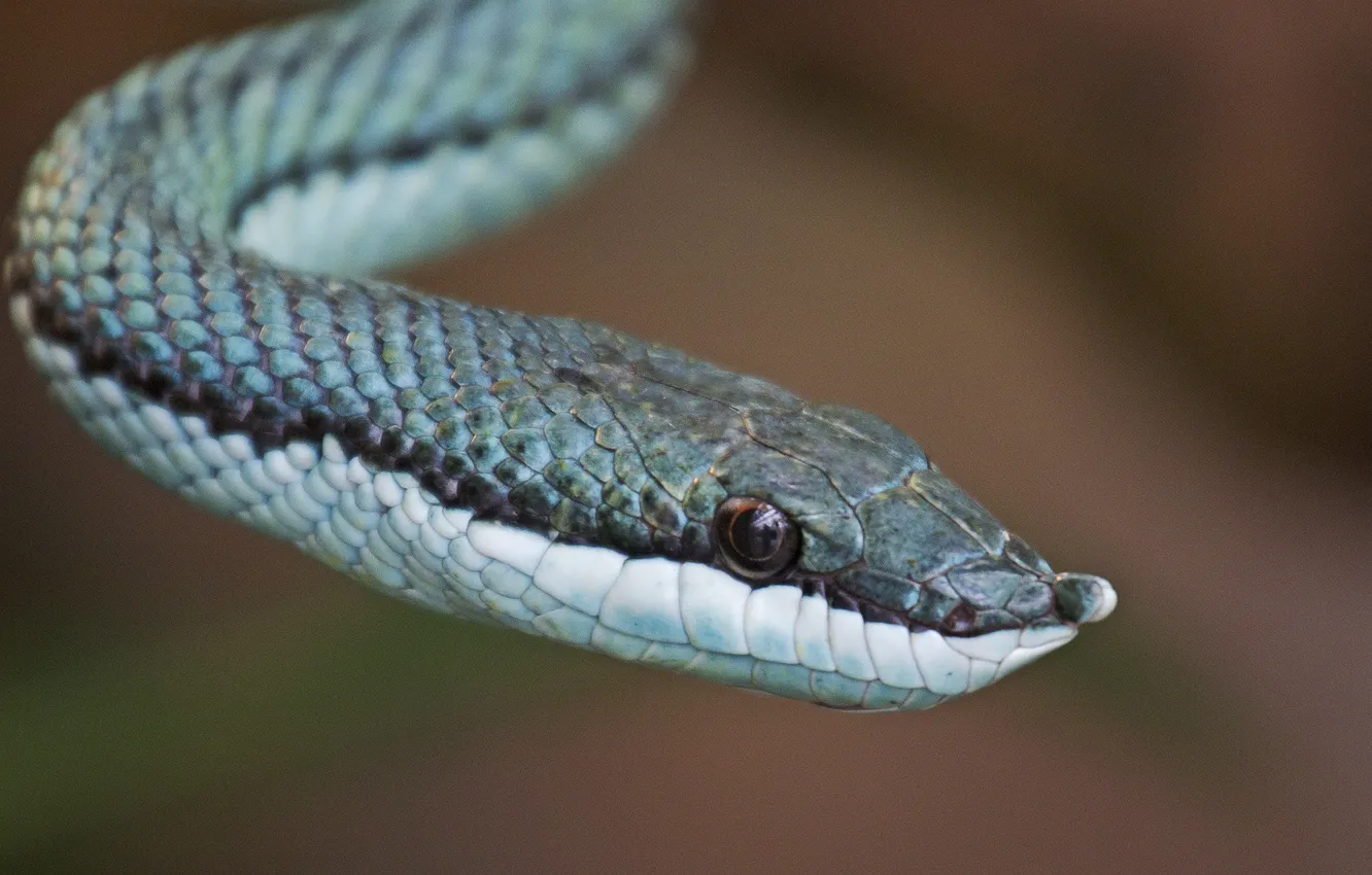 Фото обои глаз, змея, snake, eye, blue scales, синий весы
