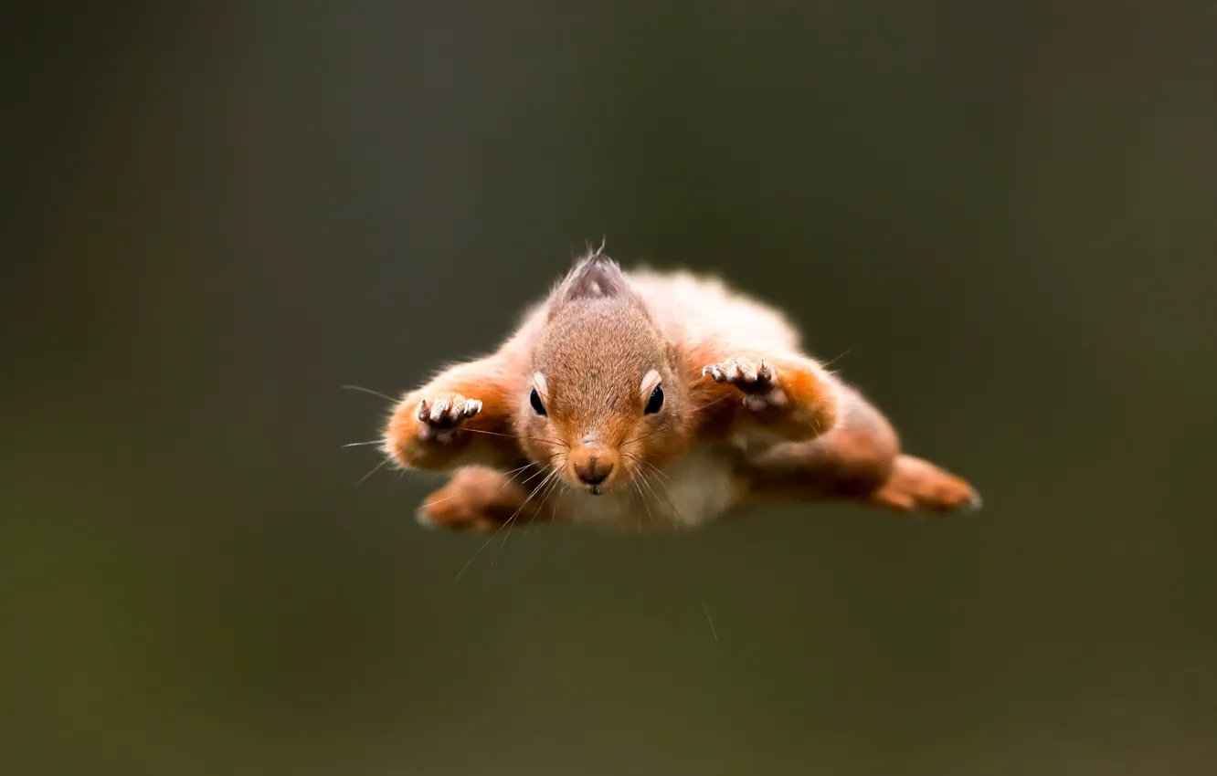 Фото обои белка, полёт, грызун, super squirrel