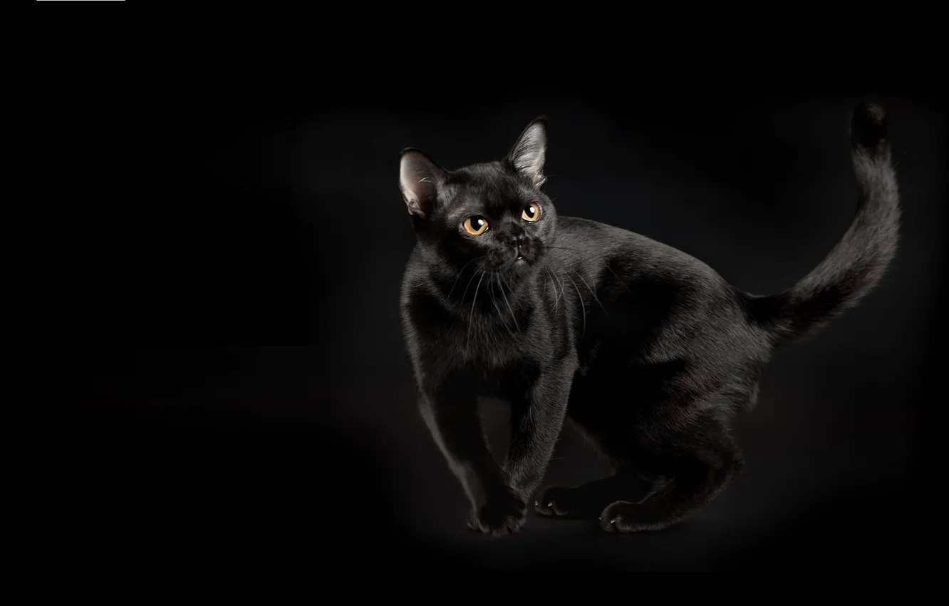 Фото обои кошка, фон, грация, бурма, бурманская кошка, чёрный окрас