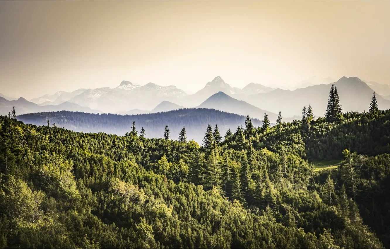 Фото обои лес, горы, Австрия, Аннаберг