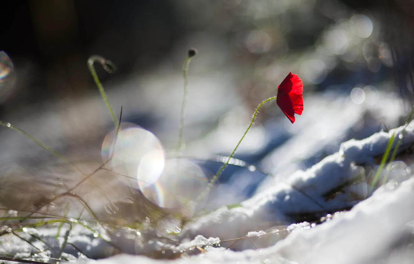 Фото обои цветок, снег, красный, мак, лепестки