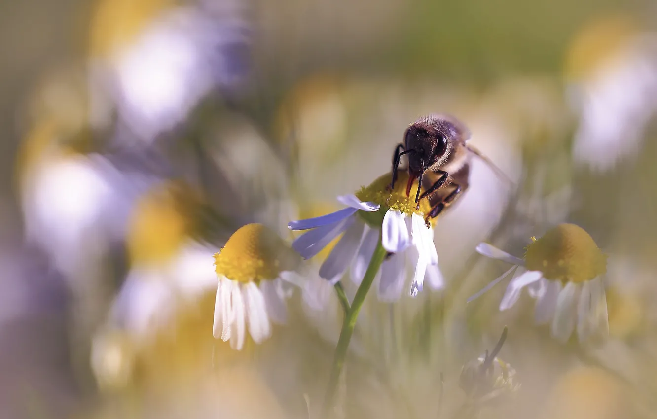 Фото обои макро, цветы, пчела, ромашки, размытие, весна, насекомое, белые