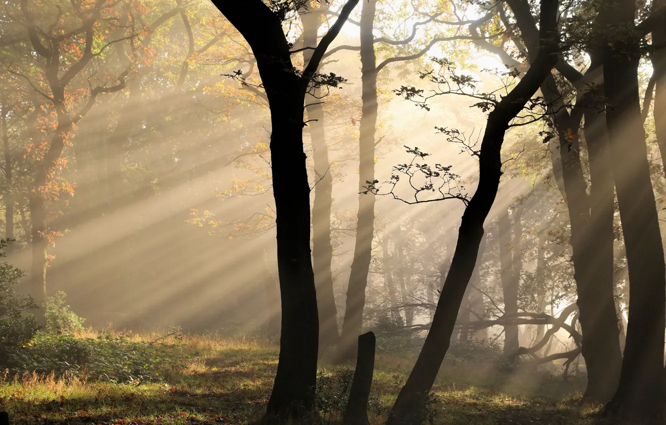 Фото обои солнце, свет, деревья, природа