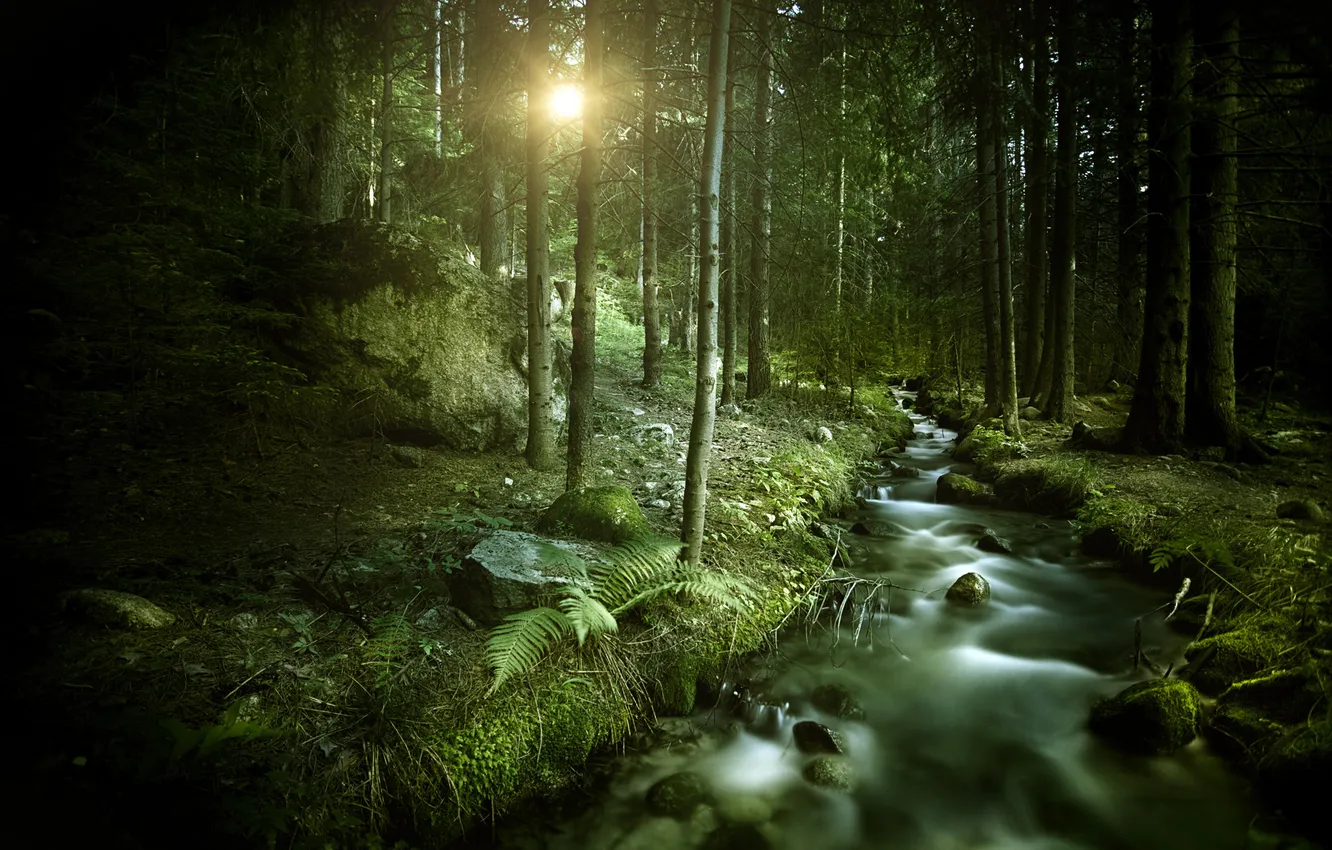 Фото обои солнце, ручей, Лес, forest