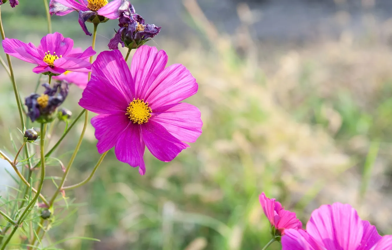 Фото обои лето, цветы, природа, blur