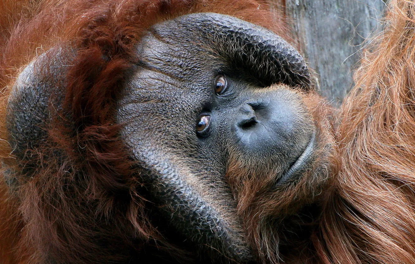 Фото обои взгляд, обезьяна, Orangutan
