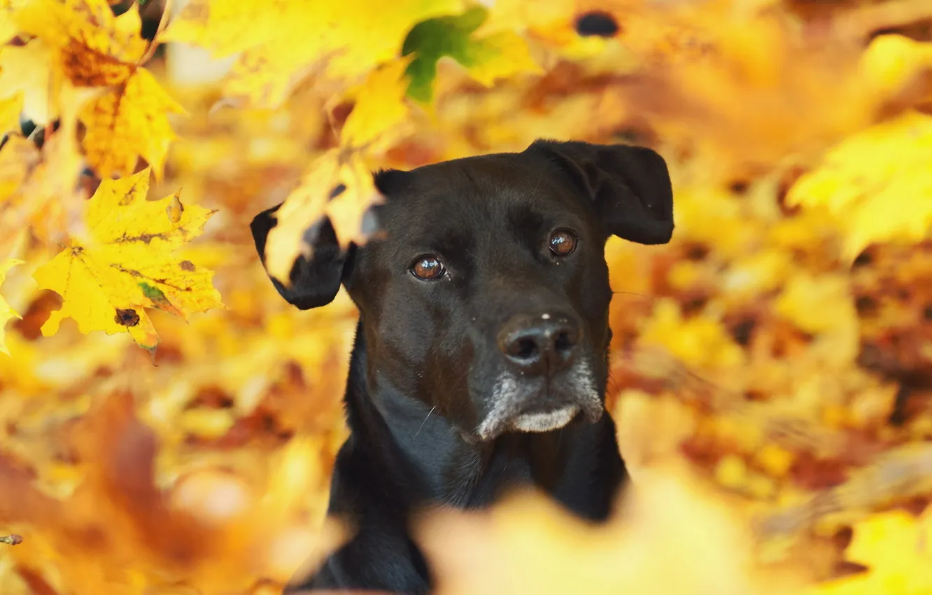 Фото обои осень, взгляд, собака