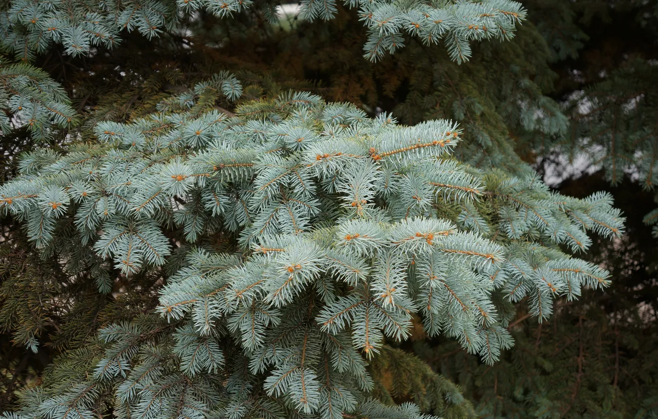 Фото обои деревья, иголки, ель