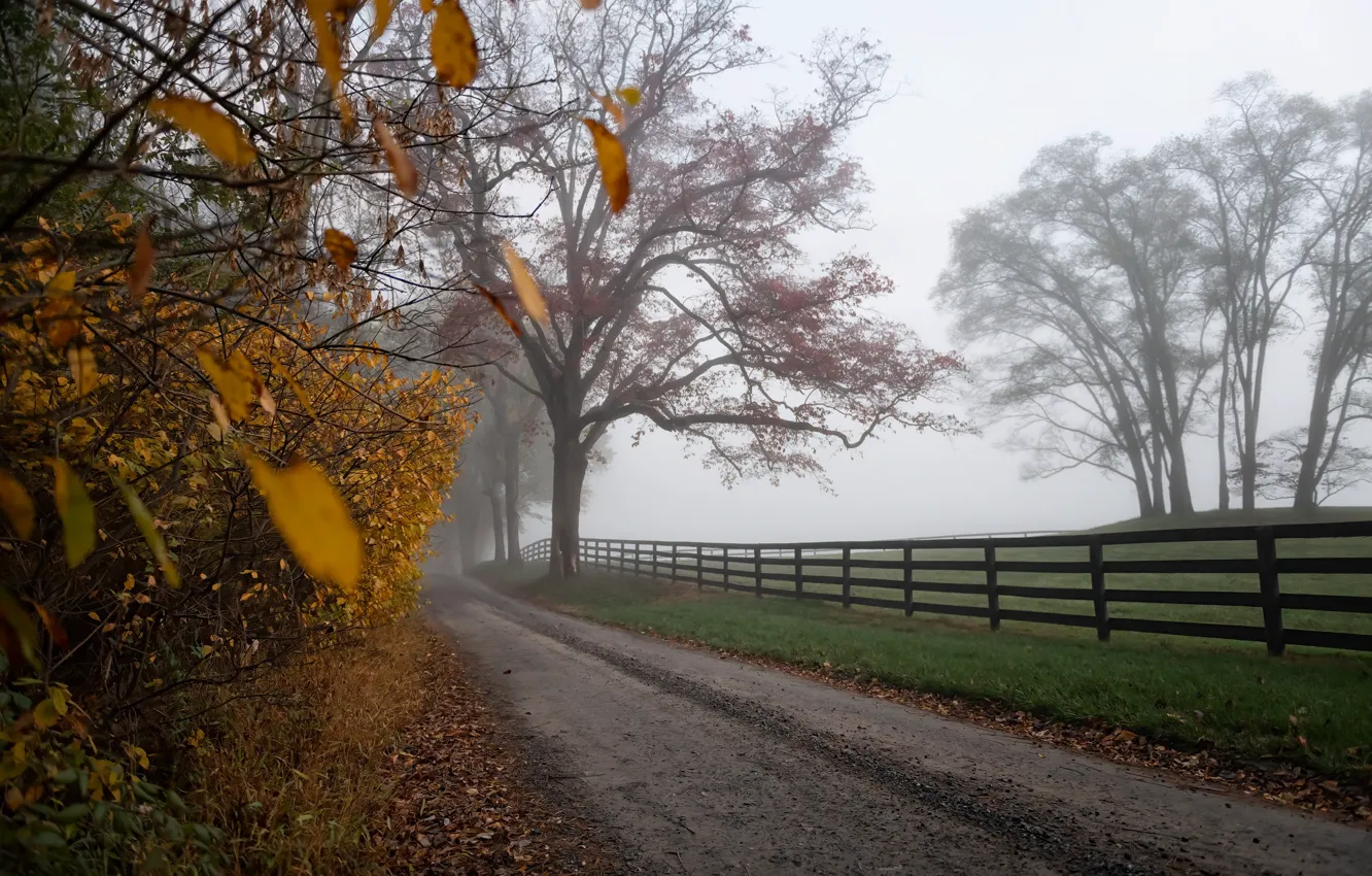 Фото обои дорога, поле, осень, деревья, туман, листва, забор, ограждение