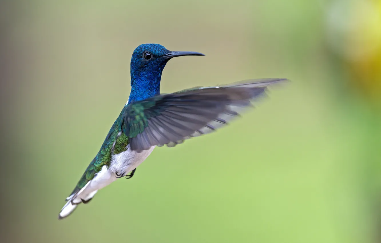 Фото обои полет, птица, крылья, колибри, flying, bird, wings, боке
