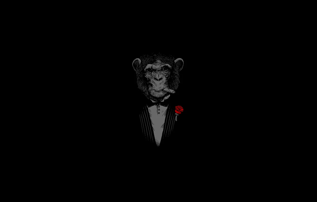 Фото обои морда, фон, розы, обезьяна, сигара, monkey