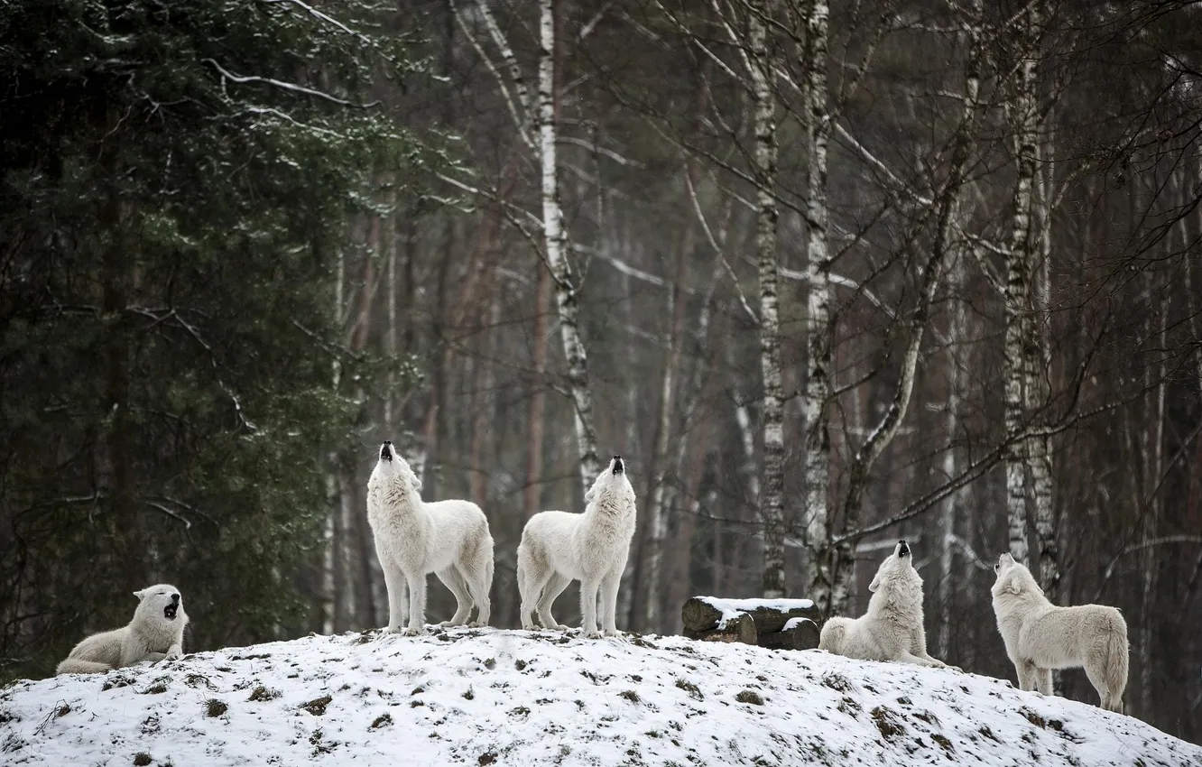 Фото обои nature, snow, predator, face, animal, wolf, wildlife, portrait