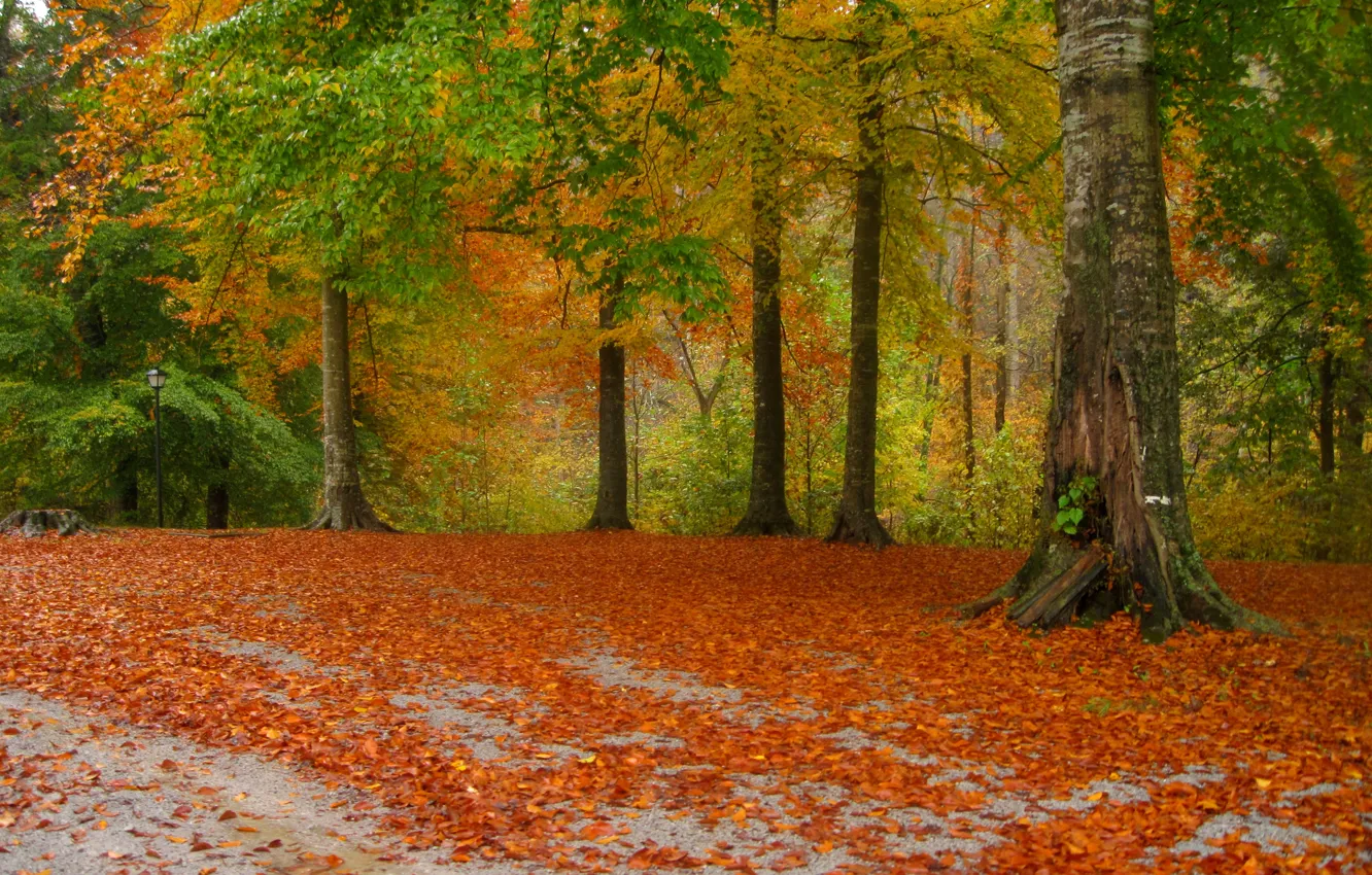 Фото обои дорога, листья, деревья, парк, Осень, листопад, road, trees