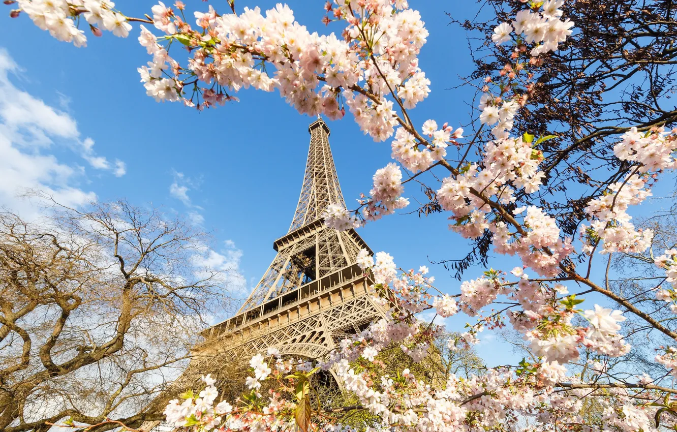 Фото обои Париж, башня, весна, цветущие деревья