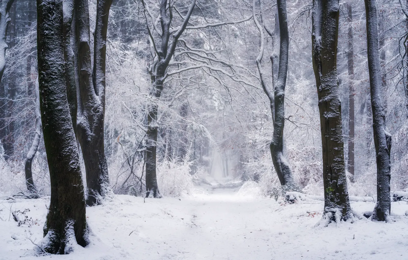 Фото обои зима, лес, снег, деревья, природа, тропинка