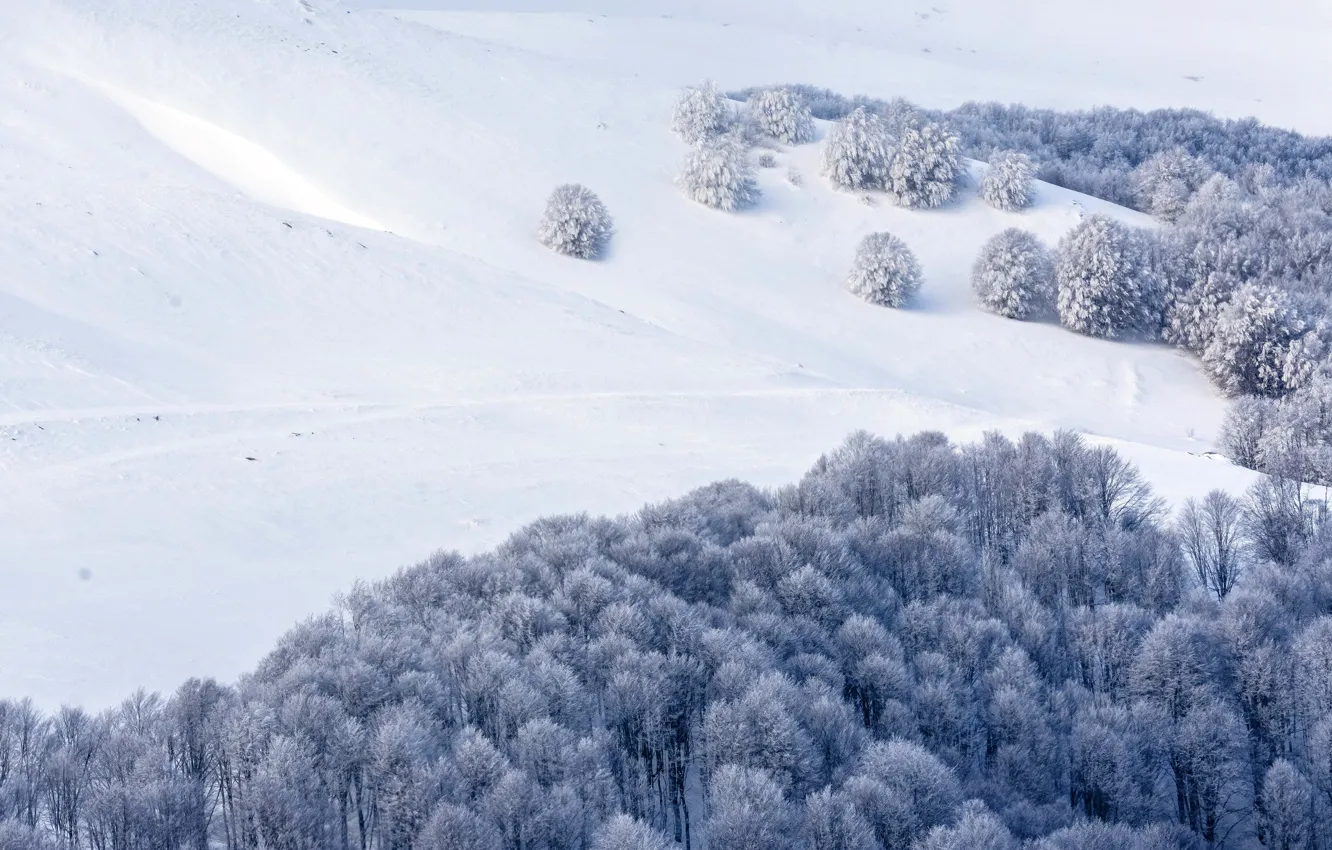 Фото обои зима, лес, снег, деревья, горы, холмы, склоны, склон