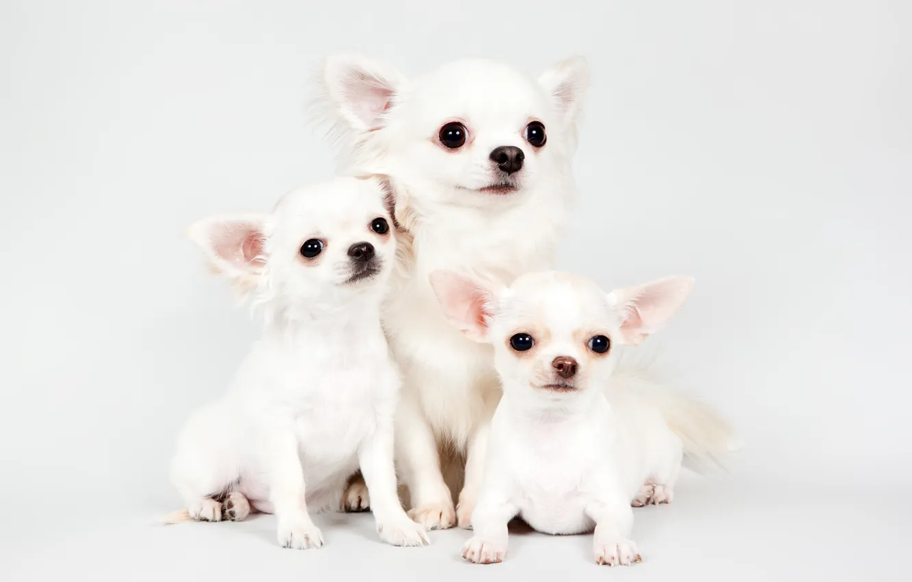 Фото обои щенки, трио, чихуахуа, милые