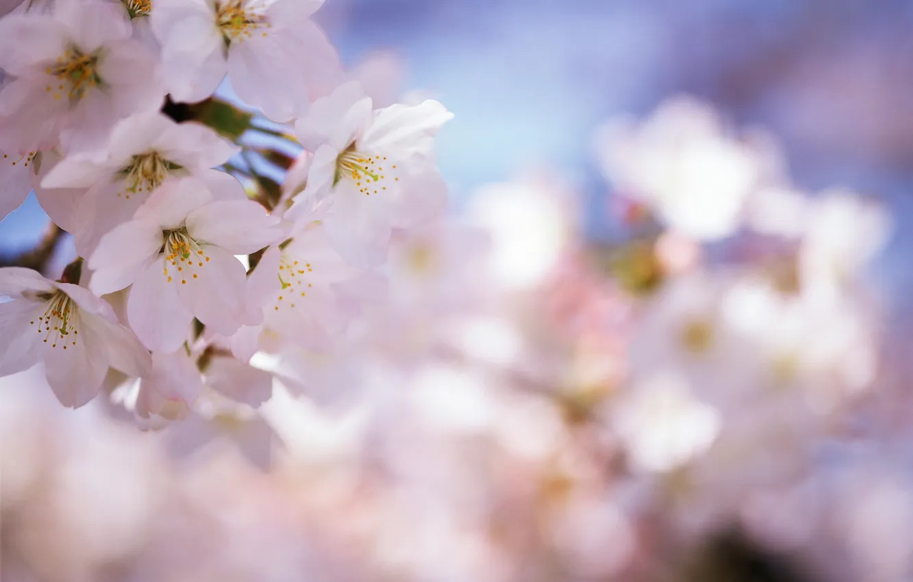 Фото обои цветы, вишня, ветка, весна, размытость