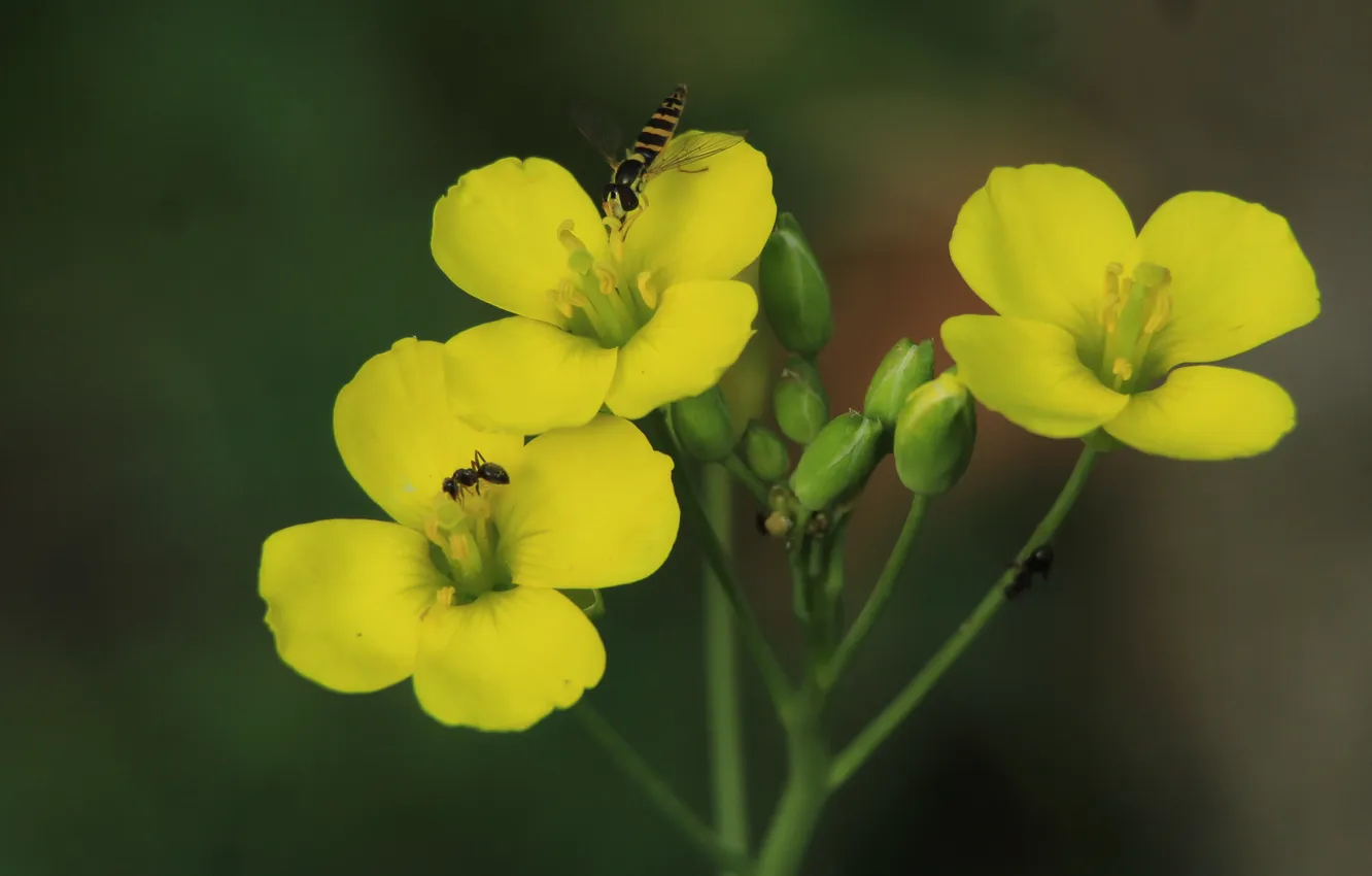 Фото обои flower, yellow, blooming
