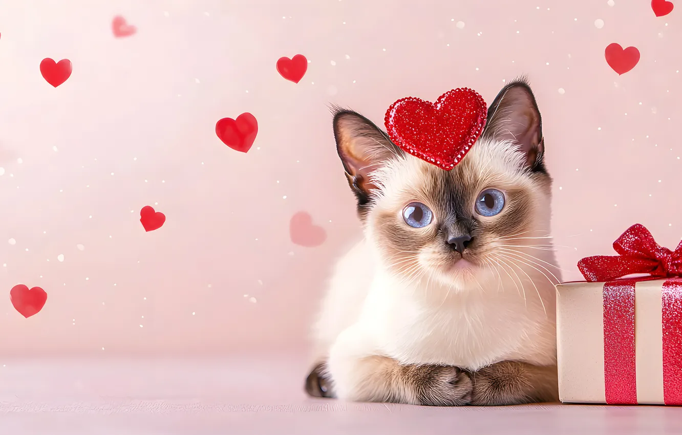 Фото обои кошка, кот, взгляд, любовь, котенок, праздник, подарок, сердце