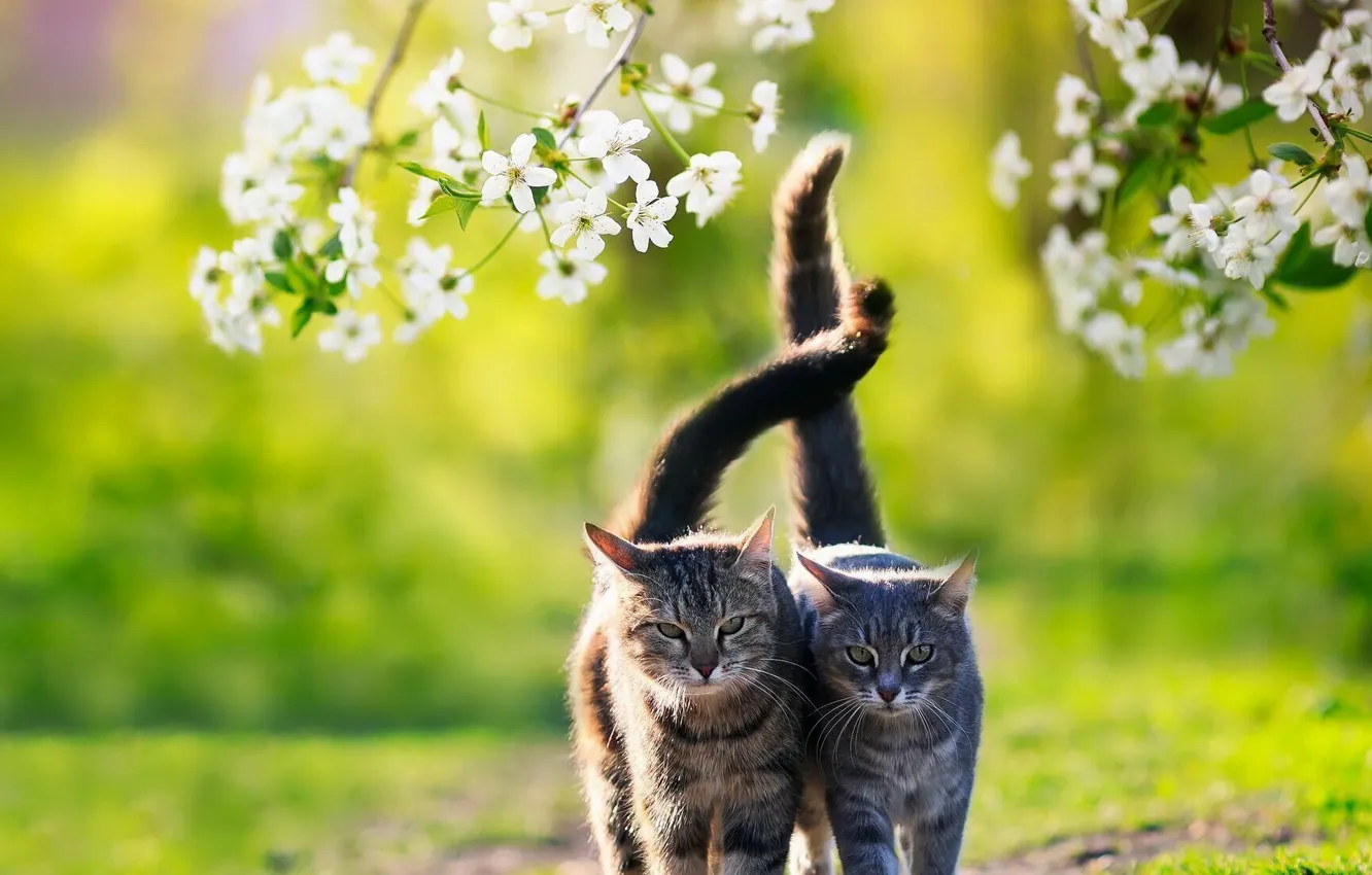 Фото обои кошки, коты, весна, прогулка, парочка, хвосты
