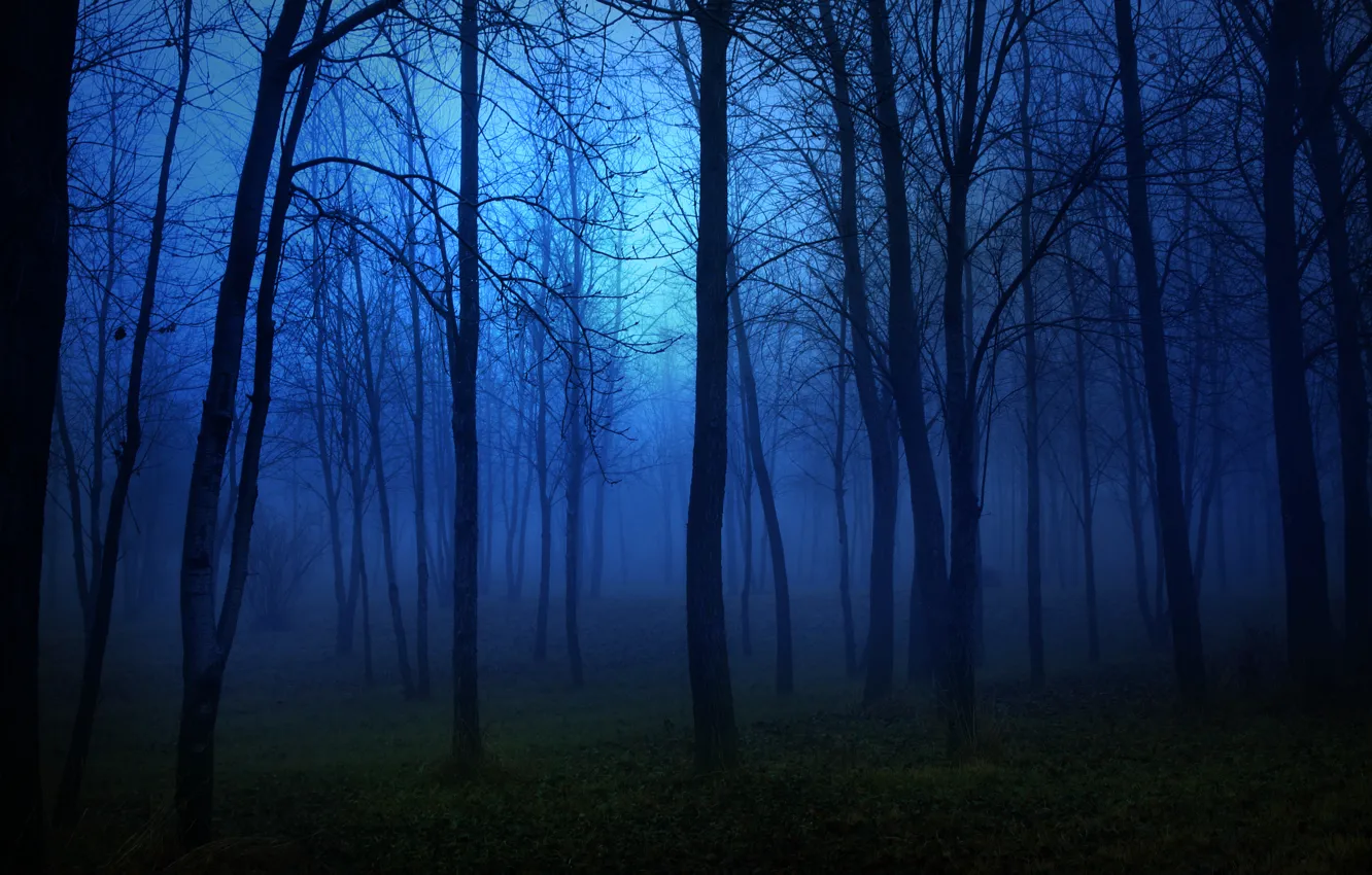 Фото обои лес, ночь, дерево