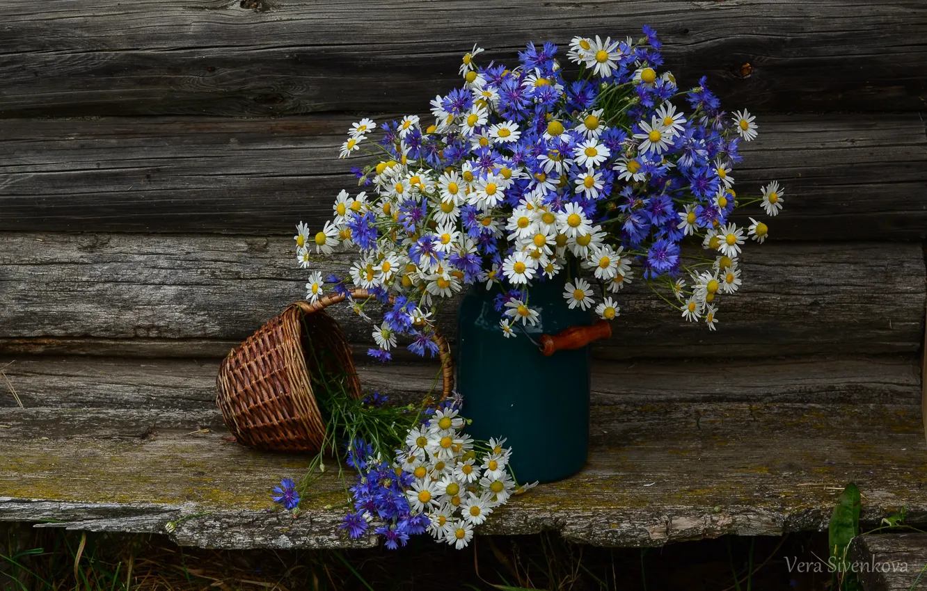 Фото обои лето, цветы, ромашки, натюрморт, васильки