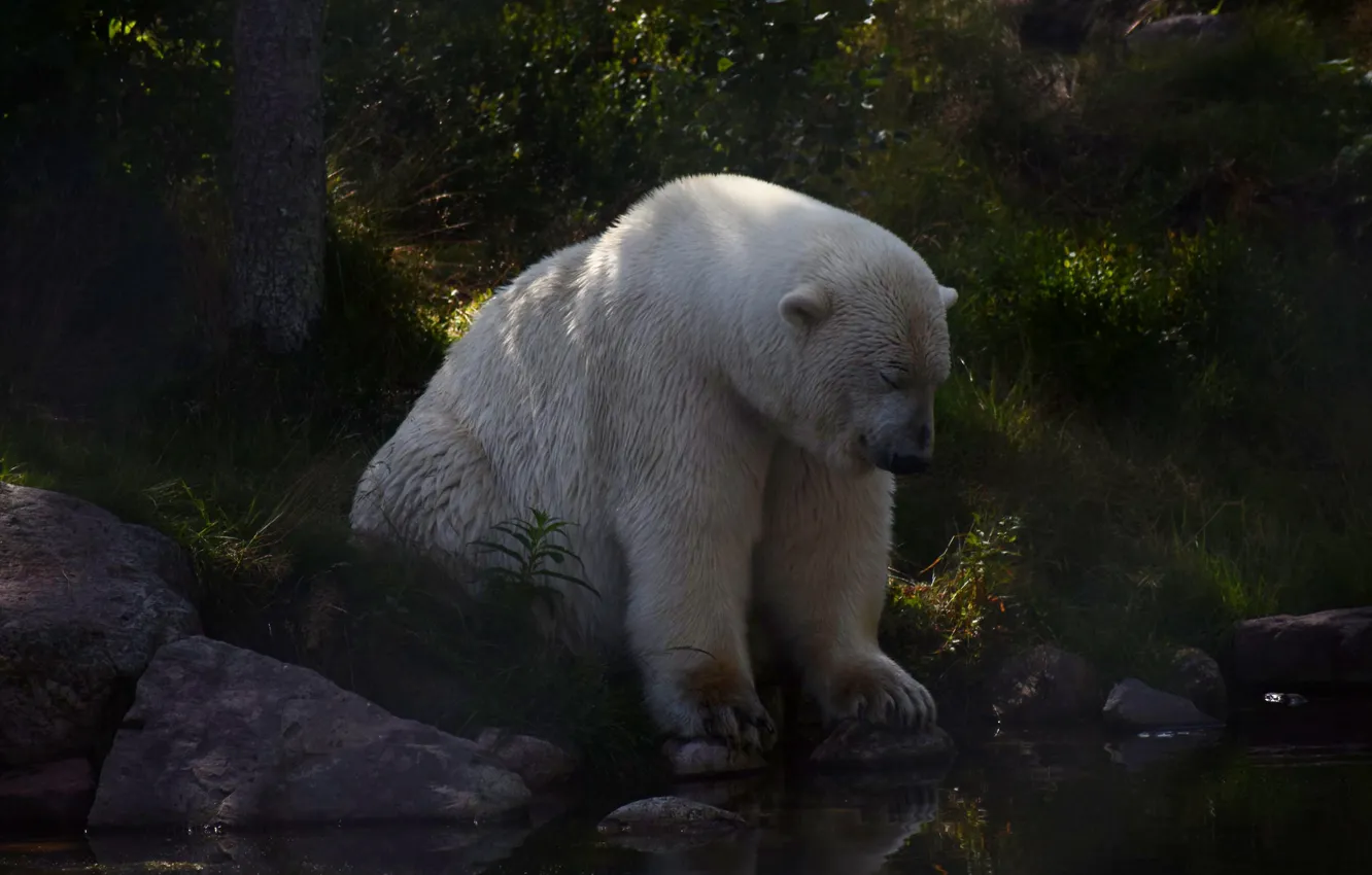 Фото обои лес, белый, лето, поза, камни, берег, медведь, полумрак