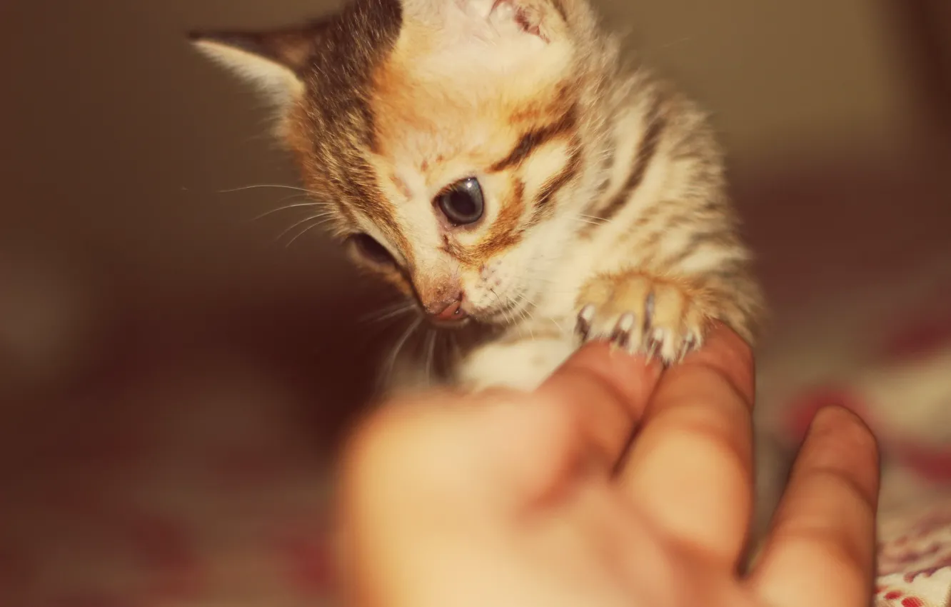 Фото обои рука, размытость, мордочка, полосатый котёнок