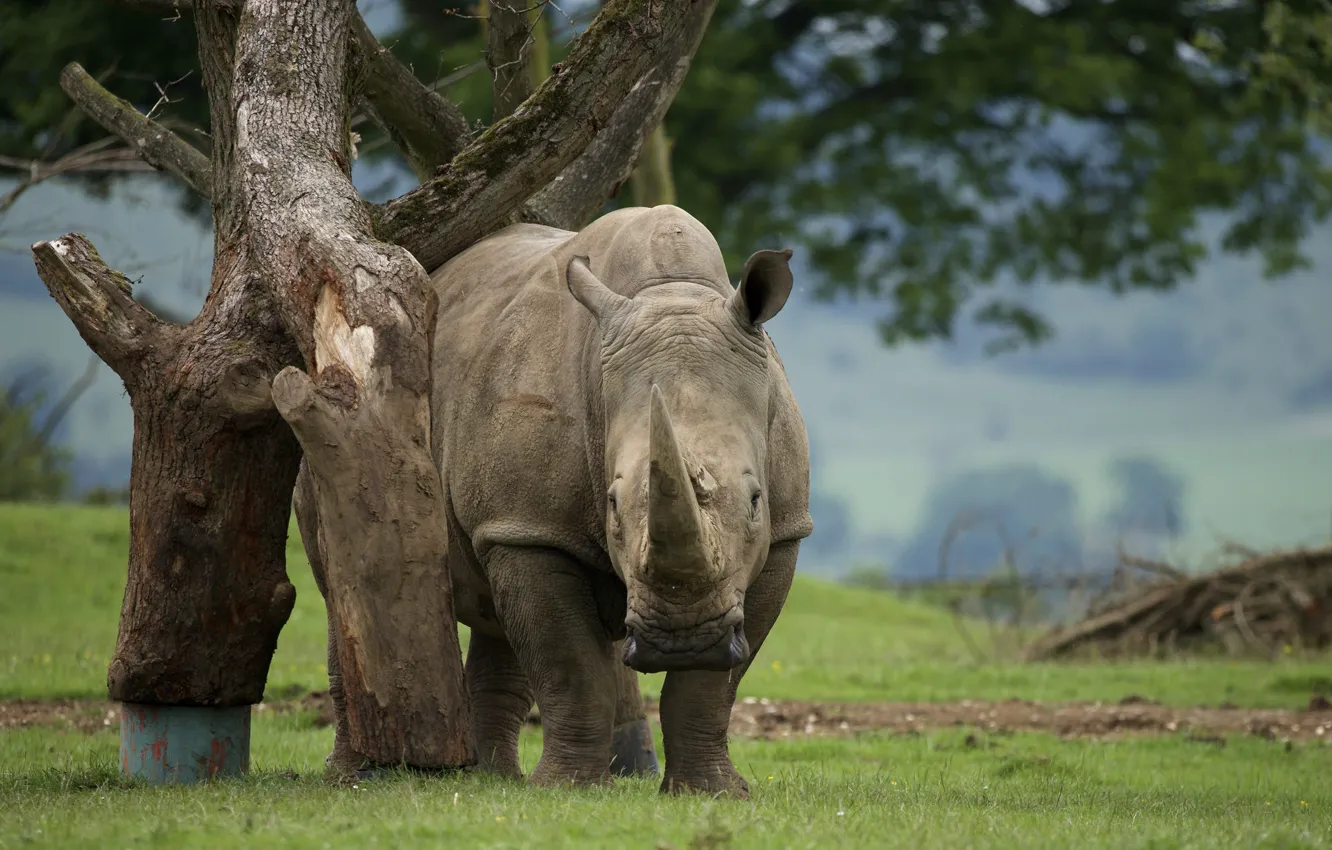 Фото обои природа, красота, носорог
