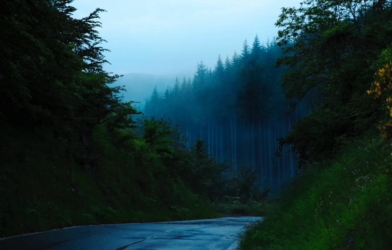 Фото обои forest, road, nature, mountains, mist, Trees