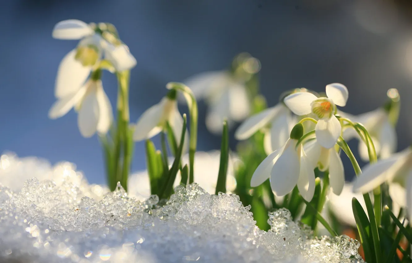 Фото обои свет, снег, цветы, лёд, весна, подснежники, белые, боке